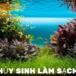 Những Cây Thủy Sinh Làm Sạch Nước Hiệu Quả