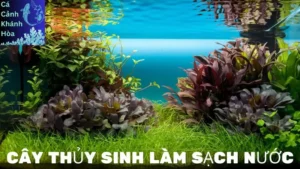 Những Cây Thủy Sinh Làm Sạch Nước Hiệu Quả