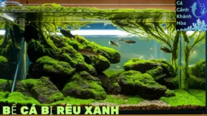 Bể Cá Bị Rêu Xanh: Top 6 Cách Giải Quyết Hiệu Quả