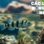 Các Loại Cá Bống Nước Ngọt - Top 5 Phổ Biến