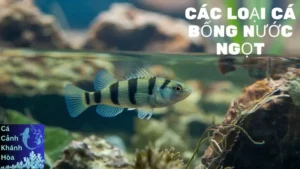 Các Loại Cá Bống Nước Ngọt – Top 5 Phổ Biến