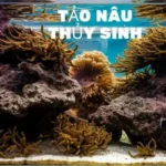 Tảo Nâu Thủy Sinh: Bí Mật Của Vẻ Đẹp Tự Nhiên