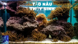 Tảo Nâu Thủy Sinh: Bí Mật Của Vẻ Đẹp Tự Nhiên