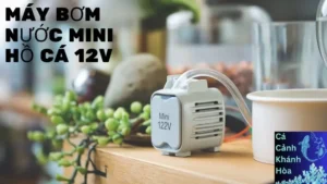 Máy Bơm Nước Mini Hồ Cá 12V: Ưu Điểm Và Típ Lựa Chọn Tốt Nhất