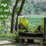 Top 5 Cây Trồng Trong Hồ Cá Ngoài Trời