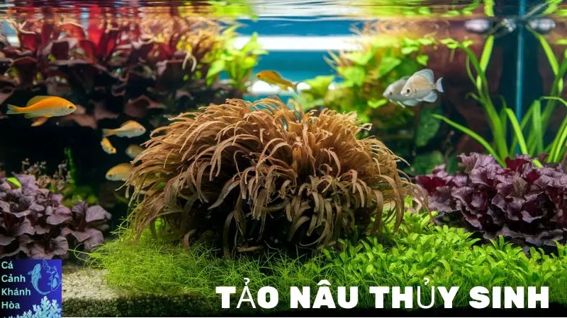 Tảo Nâu Thủy Sinh: Bí Mật Của Vẻ Đẹp Tự Nhiên