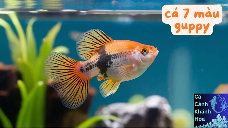 Cá 7 Màu Guppy – Sự Lựa Chọn Hoàn Hảo Cho Người Yêu Thích Cá Cảnh