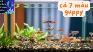 Cá 7 Màu Guppy – Sự Lựa Chọn Hoàn Hảo Cho Người Yêu Thích Cá Cảnh