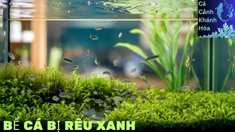 Bể Cá Bị Rêu Xanh: Top 6 Cách Giải Quyết Hiệu Quả