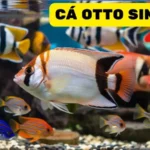 Cá Otto Sinh Sản: Những Điều Bạn Cần Biết