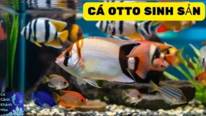 Cá Otto Sinh Sản: Những Điều Bạn Cần Biết