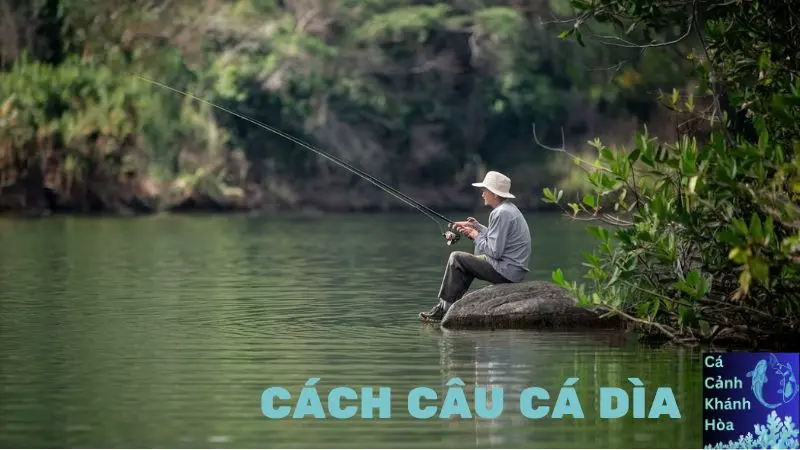 Cách Câu Cá Dìa Hiệu Quả Cho Người Mới Bắt Đầu