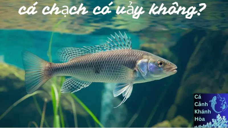 Cá Chạch Có Vảy Không? Khám Phá Đặc Điểm Đặc Trưng