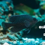 Giá Cá Sam Black Diamond: Những Điều Cần Biết Trước Khi Mua