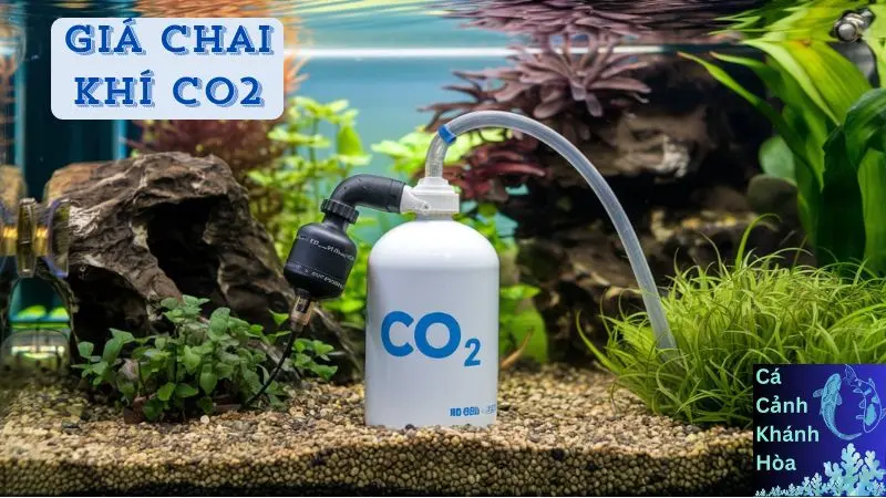 Giá Chai Khí CO2: Điều Cần Biết Cho Các Người Nuôi Cá