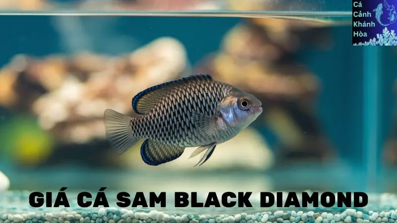 Giá Cá Sam Black Diamond: Những Điều Cần Biết Trước Khi Mua