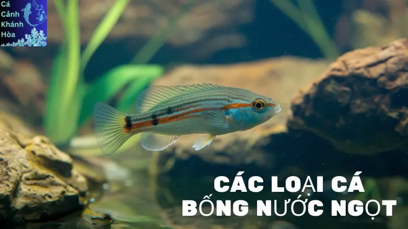 Các Loại Cá Bống Nước Ngọt - Top 5 Phổ Biến