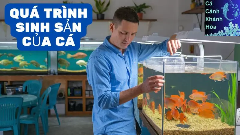 Quá Trình Sinh Sản Của Cá: Khám Phá Bí Ẩn Tự Nhiên