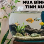 Mua Bình Thủy Tinh Nuôi Cá Với 3 Tip Đơn Giản