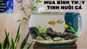 Mua Bình Thủy Tinh Nuôi Cá Với 3 Tip Đơn Giản